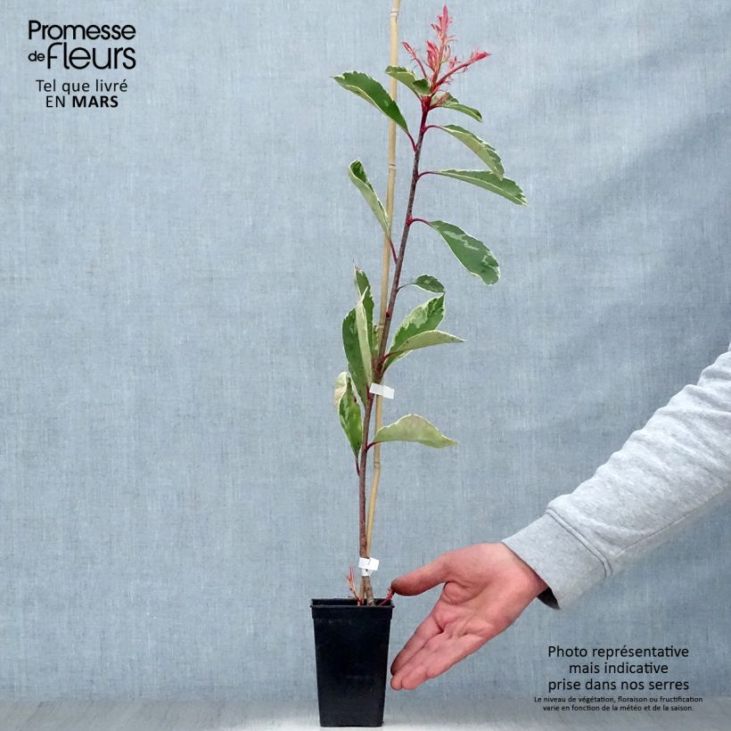 Exemplar von Weißgrüne Glanzmispel Pink Marble - Photinia fraseri Topf mit 1L/1,5L wie im Frühjahr geliefert