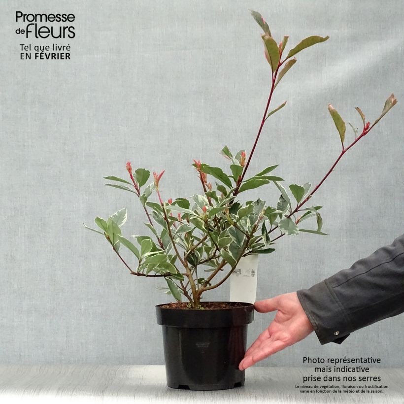 Exemplar von Weißgrüne Glanzmispel Pink Marble - Photinia fraseri Topf mit 2L/3L wie im Winter geliefert