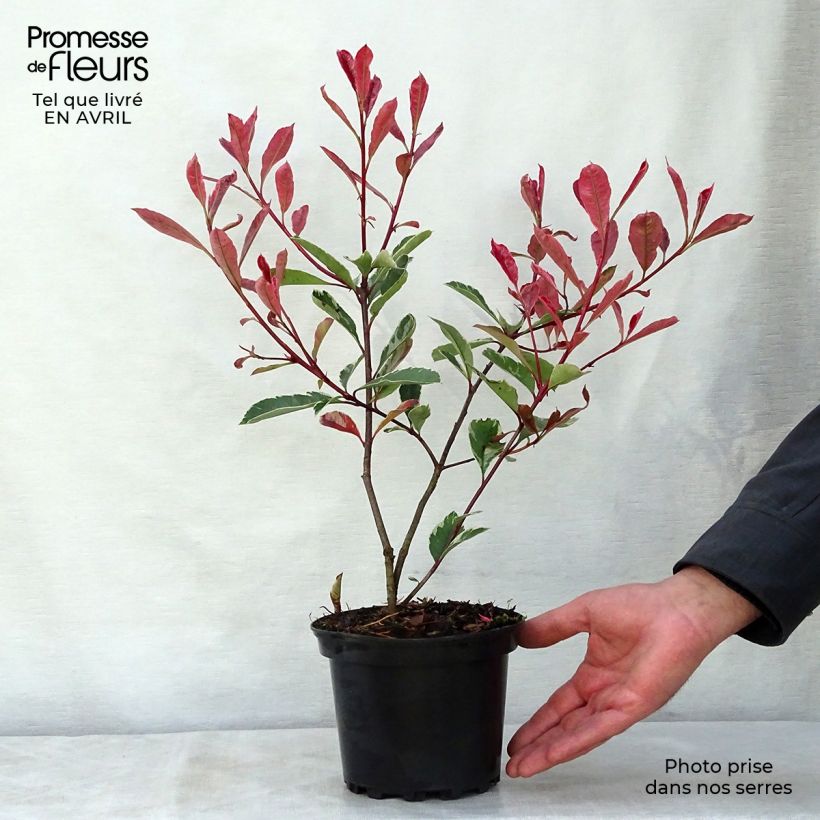 Exemplar von Weißgrüne Glanzmispel Pink Marble - Photinia fraseri Topf mit 2L/3L wie im Frühjahr geliefert