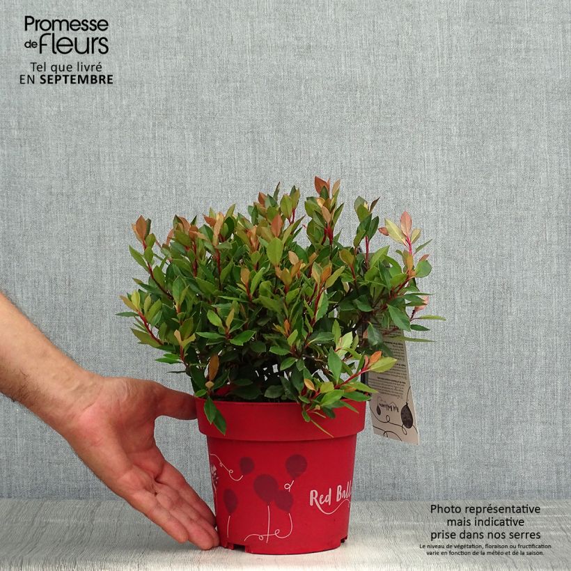Example of Rote Glanzmispel Red Ballcoon - Photinia fraseri Topf mit 2L/3L as you get in automne
