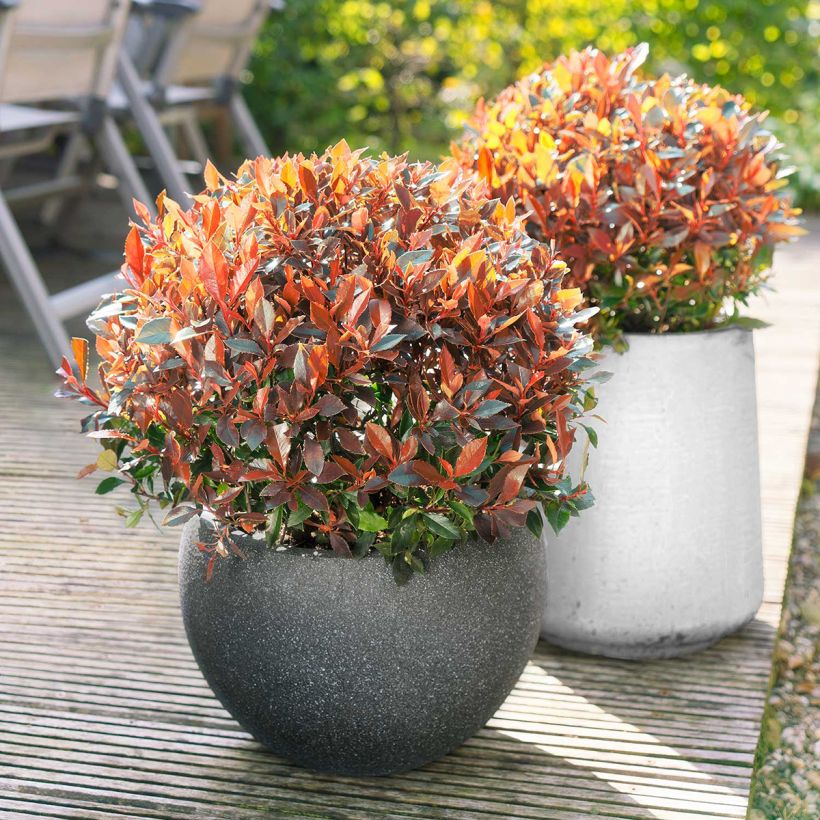 Rote Glanzmispel Red Ballcoon - Photinia fraseri (Plant habit)