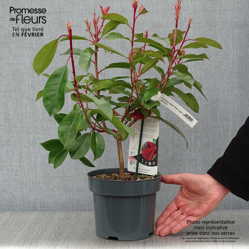 Exemplar von Rote Glanzmispel Red Light - Photinia fraseri Topf mit 3L/4L wie im Winter geliefert