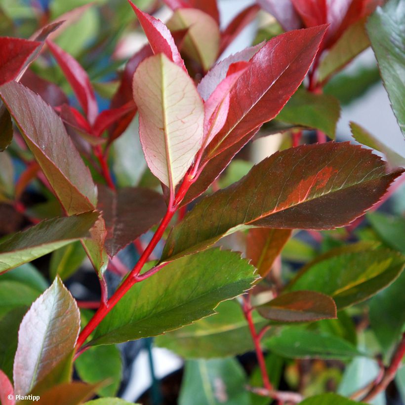 Rote Glanzmispel Red Light - Photinia fraseri (Foliage)
