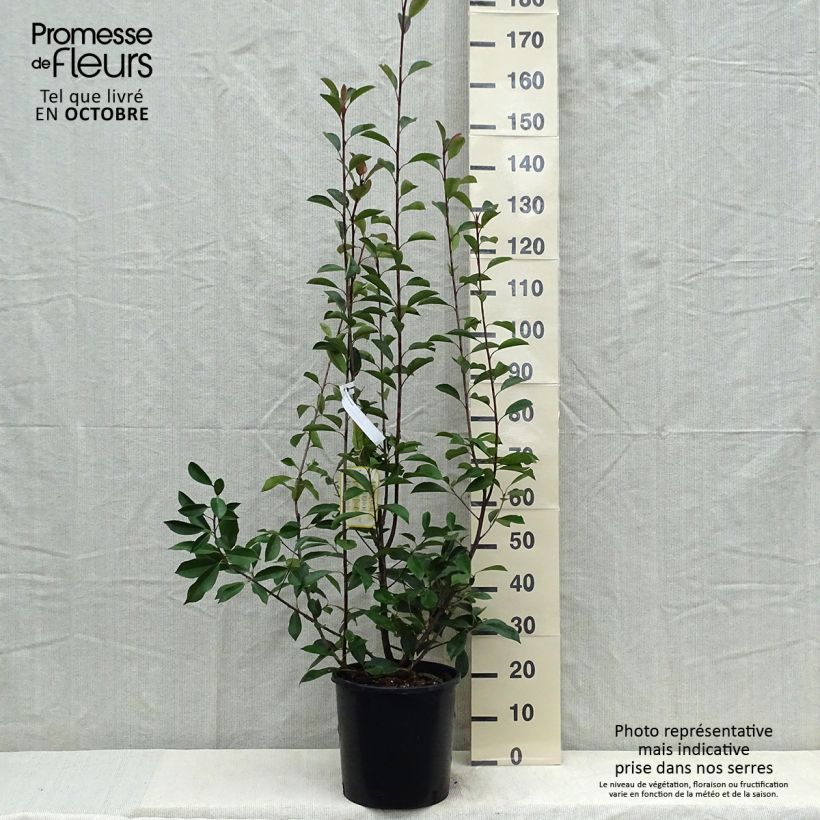 Example of Rote Glanzmispel Red Robin - Photinia fraseri Topf mit 12L/15L as you get in automne