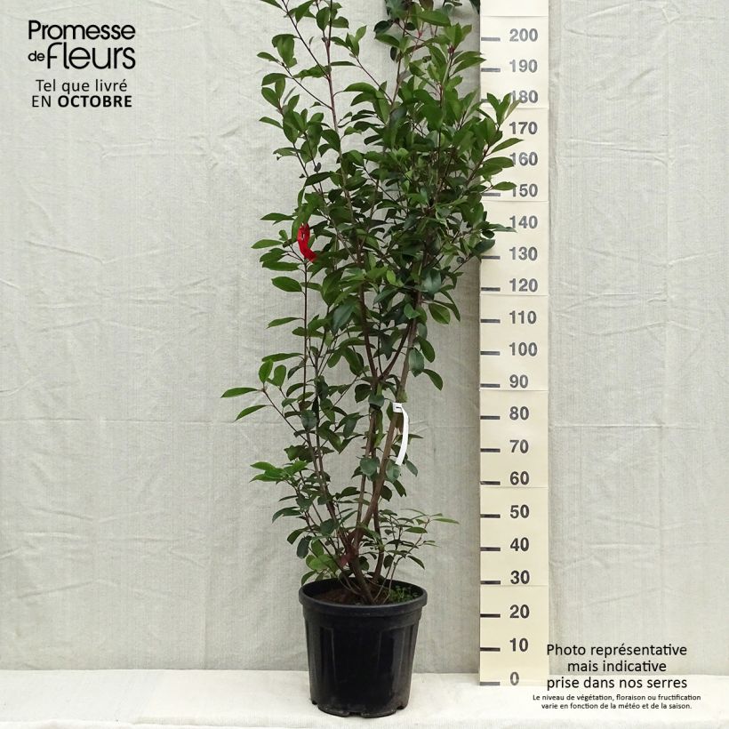 Example of Rote Glanzmispel Red Robin - Photinia fraseri Topf mit 18L/20L as you get in automne