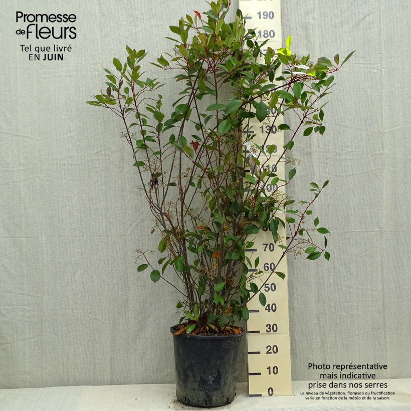 Exemplar von Rote Glanzmispel Red Robin - Photinia fraseri Topf mit 18L/20L wie im Frühjahr geliefert
