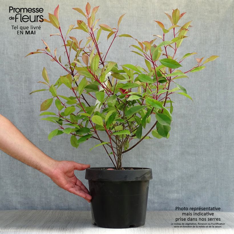 Exemplar von Rote Glanzmispel Red Robin - Photinia fraseri Topf mit 7,5L/10L wie im Frühjahr geliefert