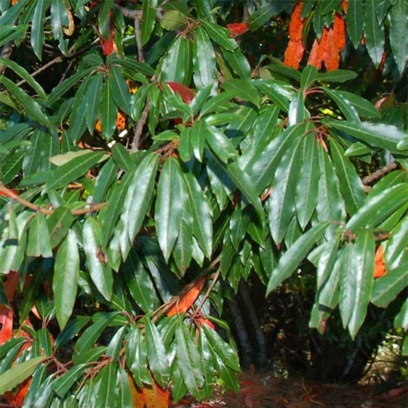 Photinia niitakayamensis - Niitakayamensis-Glanzmispel (Foliage)