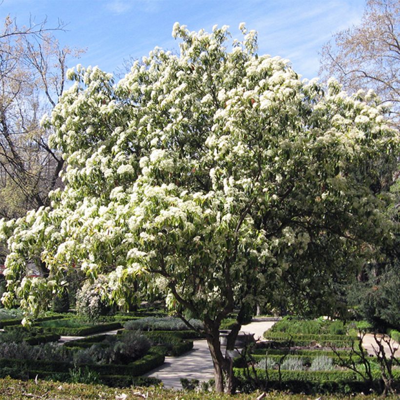 Photinia serratifolia - Sägeblättrige Glanzmispel (Plant habit)