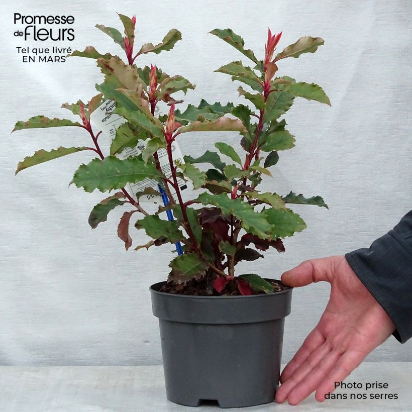 Exemplar von Photinia serratifolia Crunchy - Sägeblättrige Glanzmispel Topf mit 2L/3L wie im Frühjahr geliefert