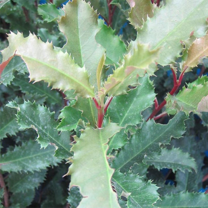 Photinia serratifolia Crunchy - Sägeblättrige Glanzmispel (Foliage)