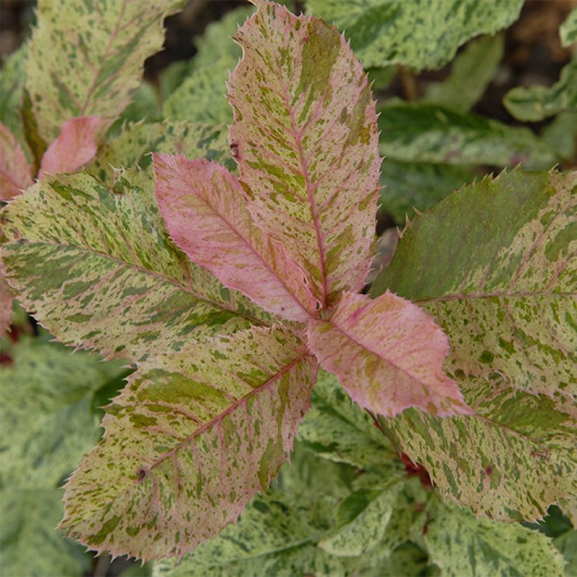 Photinia serratifolia Pink Crispy - Sägeblättrige Glanzmispel (Foliage)