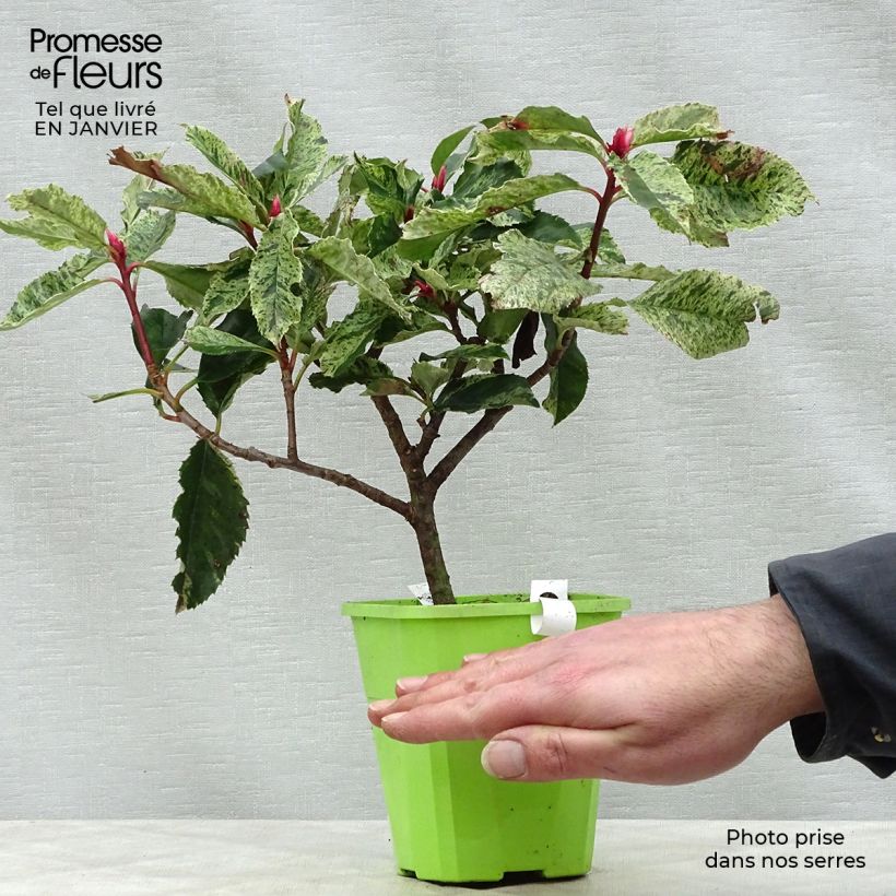 Example of Photinia serratifolia Pink Crispy - Sägeblättrige Glanzmispel Topf mit 1L/1,5L as you get in hiver