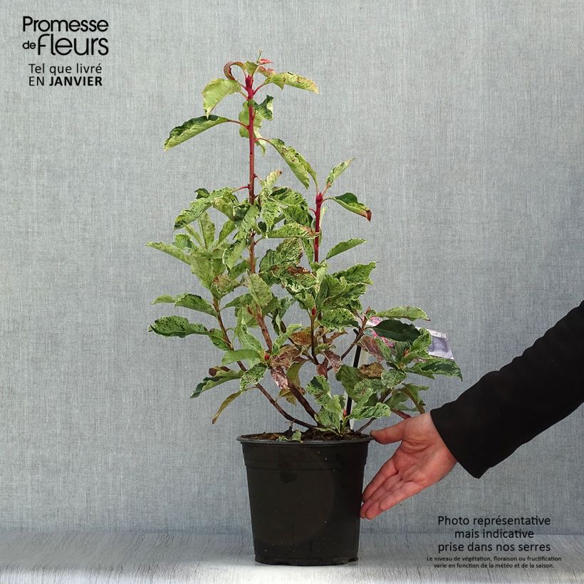 Exemplar von Photinia serratifolia Pink Crispy - Sägeblättrige Glanzmispel Topf mit 4L/5L wie im Winter geliefert