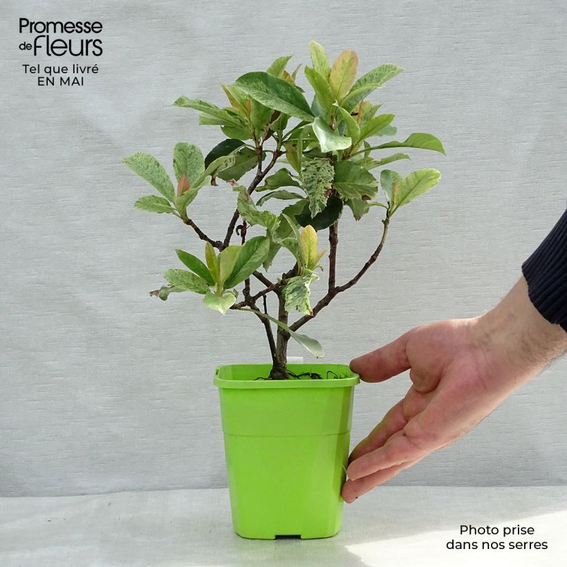 Exemplar von Photinia serratifolia Pink Crispy - Sägeblättrige Glanzmispel Topf mit 1L/1,5L wie im Frühjahr geliefert
