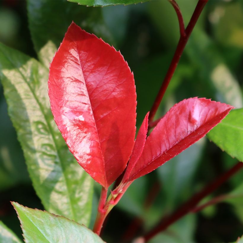 Rote Glanzmispel Baton Rouge - Photinia fraseri (Foliage)