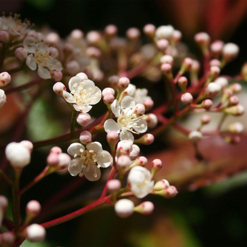 Rote Glanzmispel Baton Rouge - Photinia fraseri (Flowering)