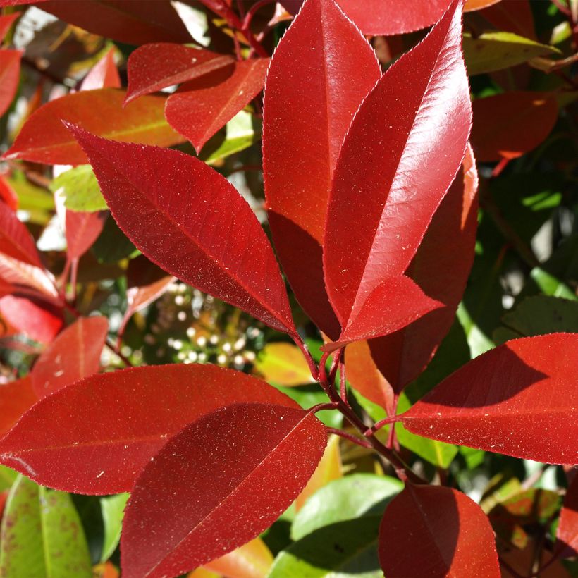 Rote Glanzmispel Dynamo Red - Photinia fraseri (Foliage)