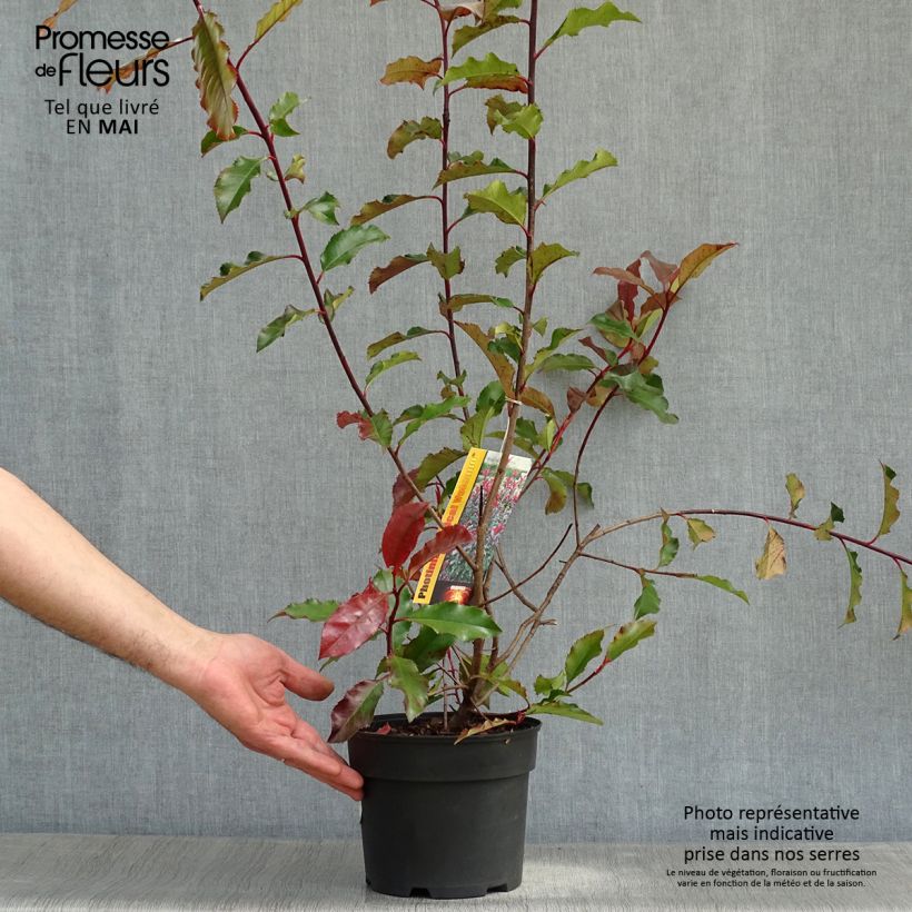 Exemplar von Rote Glanzmispel Magical Volcano - Photinia fraseri Topf mit 2L/3L wie im Frühjahr geliefert