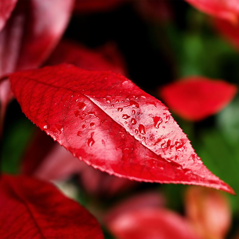 Rote Glanzmispel Nana - Photinia fraseri (Foliage)