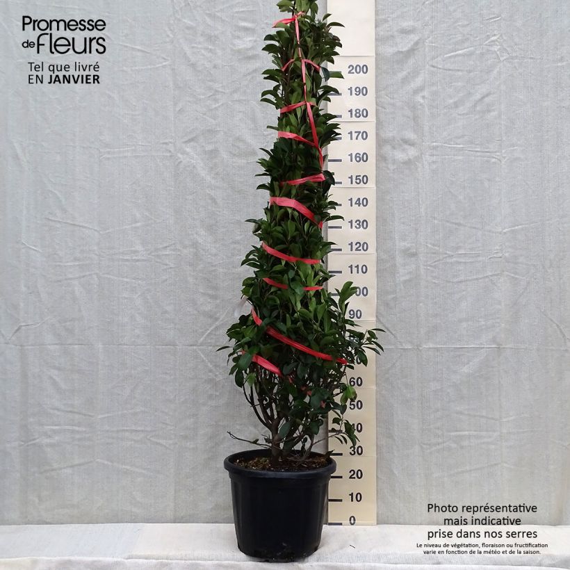 Example of Rote Glanzmispel Red Robin - Photinia fraseri Topf mit 30L/35L as you get in hiver