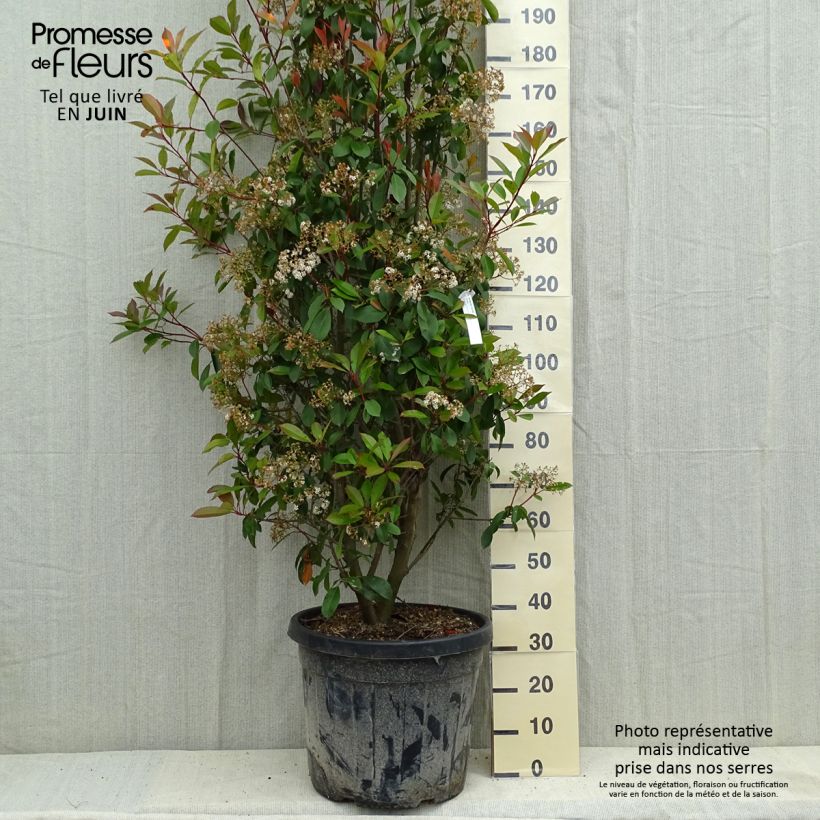 Exemplar von Rote Glanzmispel Red Robin - Photinia fraseri Topf mit 50L/55L wie im Frühjahr geliefert