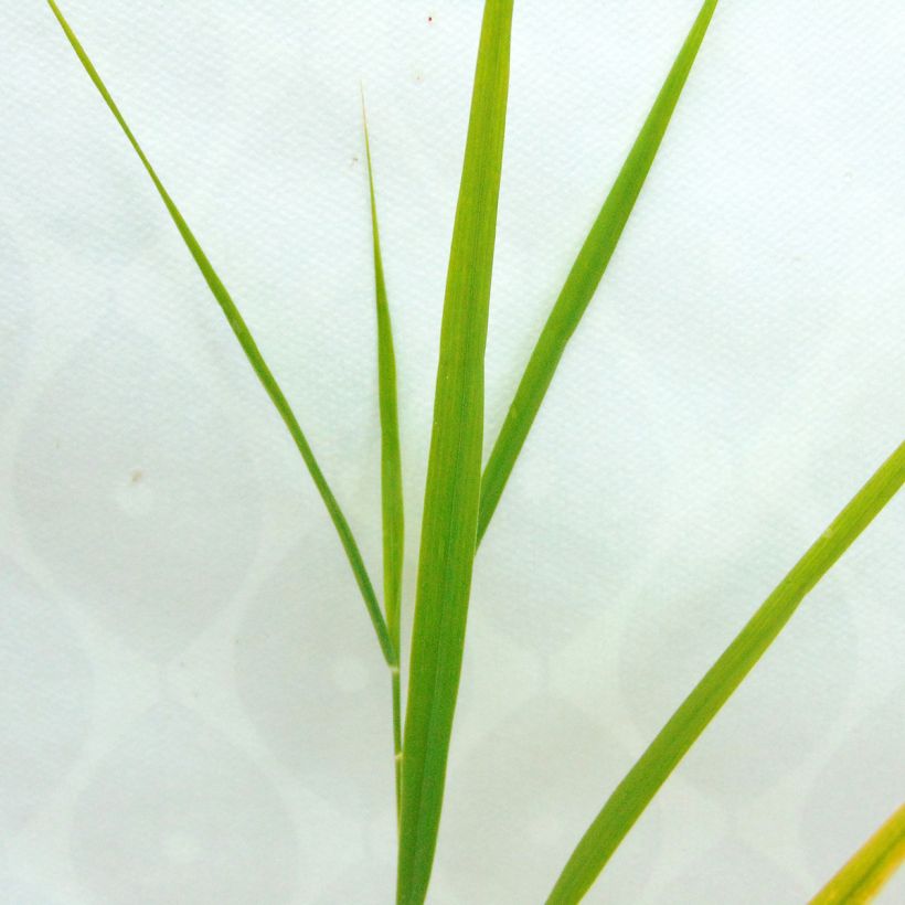 Phragmites australis - Schilfrohr (Foliage)