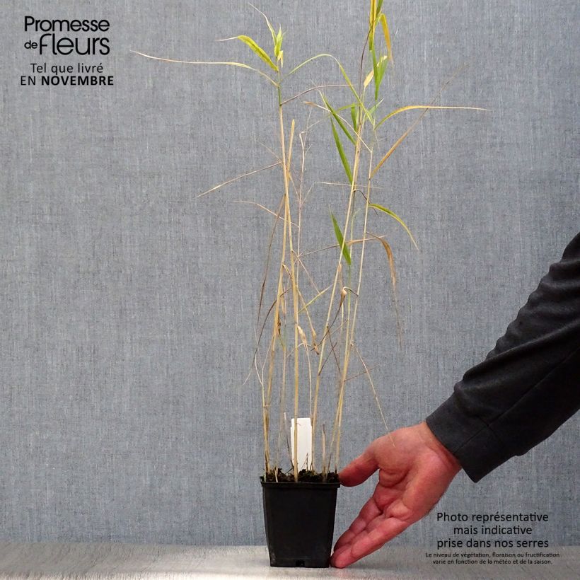 Example of Phragmites australis - Schilfrohr Kleine Töpfe von 8/9 cm as you get in automne