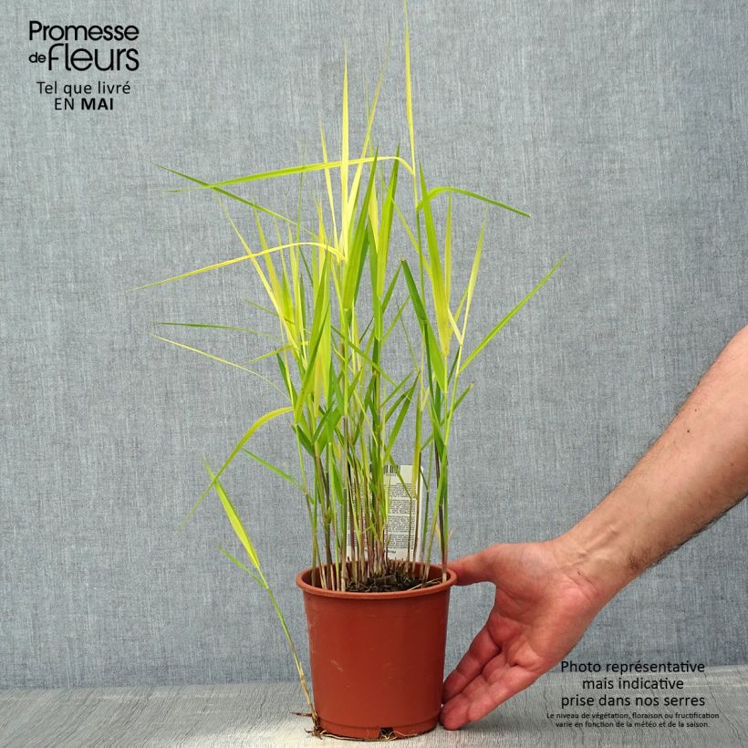 Exemplar von Phragmites australis - Schilfrohr Topf mit 1L/1,5L wie im Frühjahr geliefert