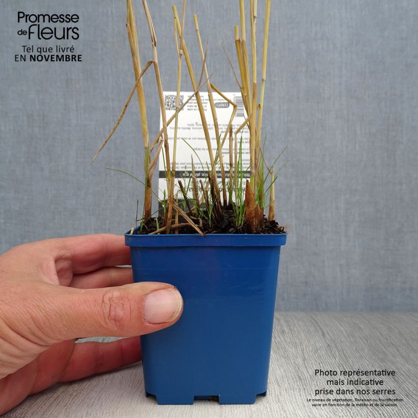 Example of Phragmites australis Variegatus - Schilfrohr Kleine Töpfe von 8/9 cm as you get in automne