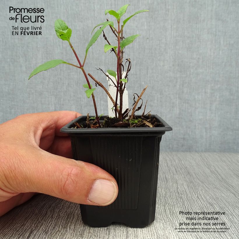 Example of Kapfuchsie - Phygelius capensis Kleine Töpfe von 8/9 cm as you get in automne