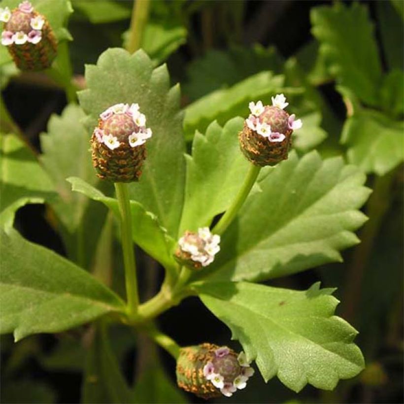 Phyla nodiflora - Teppichverbene (Foliage)