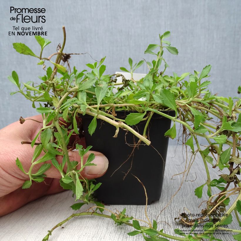 Example of Phyla nodiflora - Teppichverbene Kleine Töpfe von 8/9 cm as you get in automne