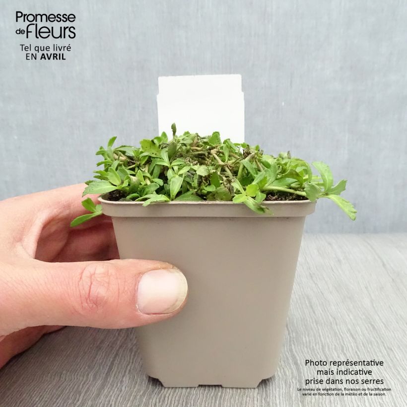 Exemplar von Phyla nodiflora - Teppichverbene Kleine Töpfe von 8/9 cm wie im Frühjahr geliefert