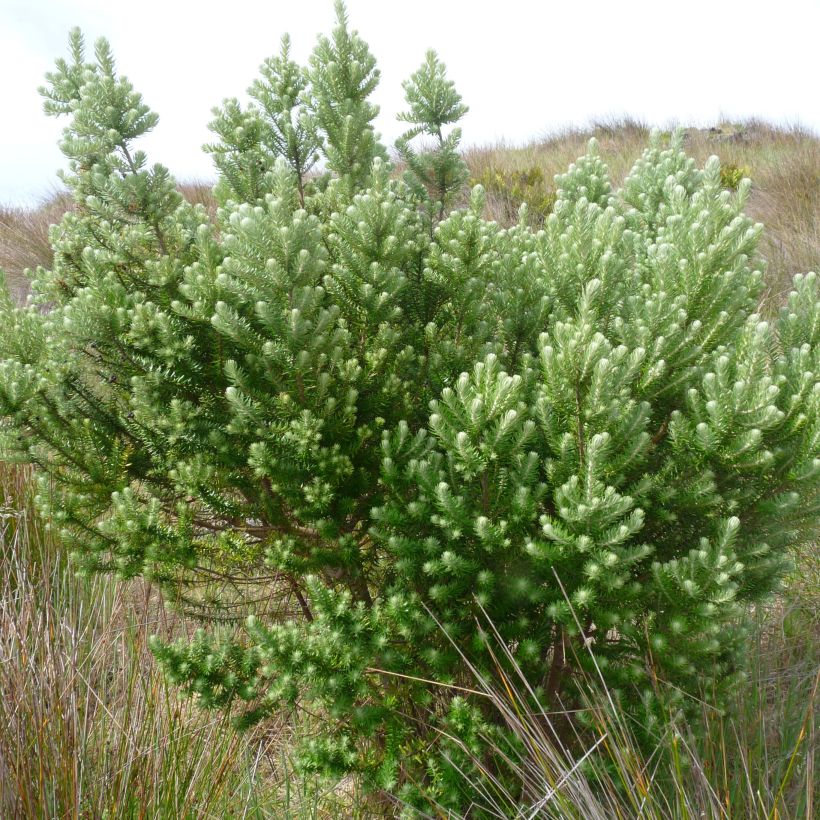 Phylica arborea - Kapmyrte (Plant habit)