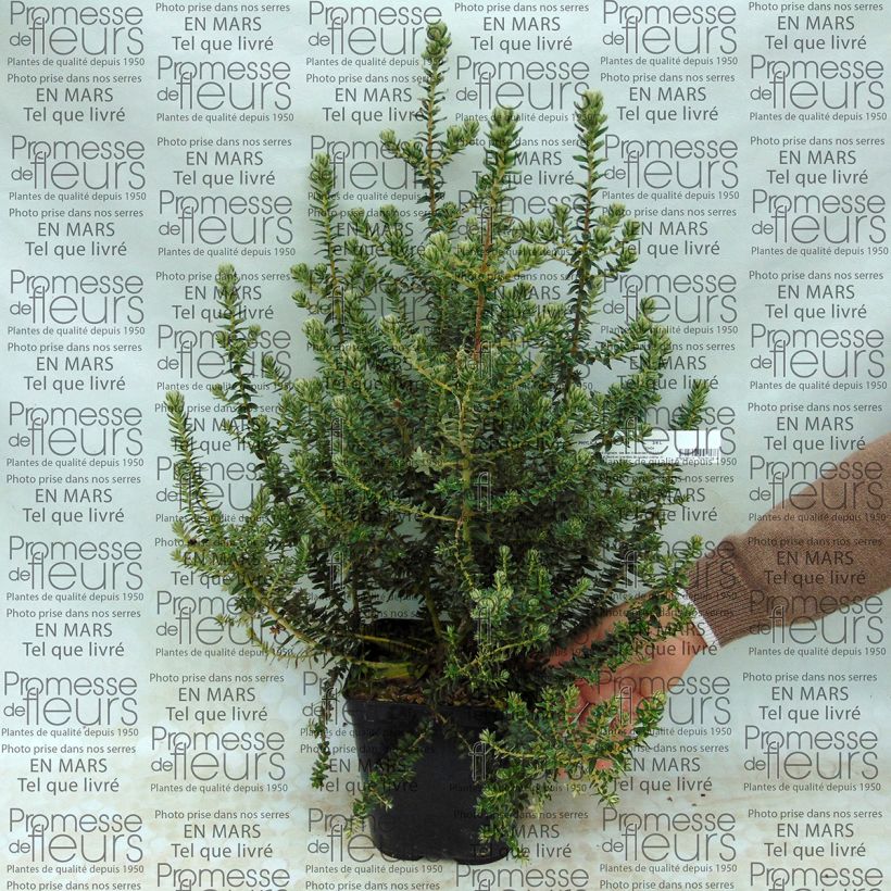 Example of Phylica arborea - Kapmyrte Topf mit 3L/4L as you get