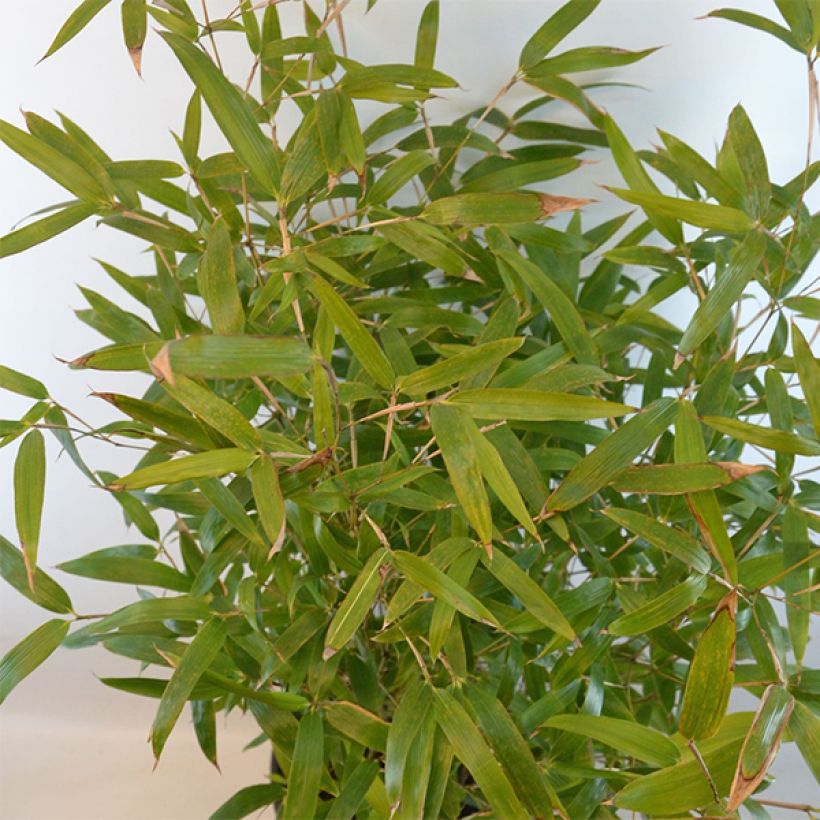 Schwarzer Knospenbambus Green Perfume - Phyllostachys atrovaginata (Foliage)