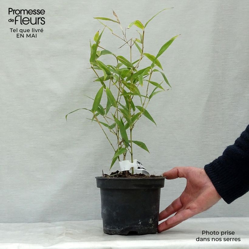 Exemplar von Schwarzer Knospenbambus Green Perfume - Phyllostachys atrovaginata Topf mit 2L/3L wie im Frühjahr geliefert