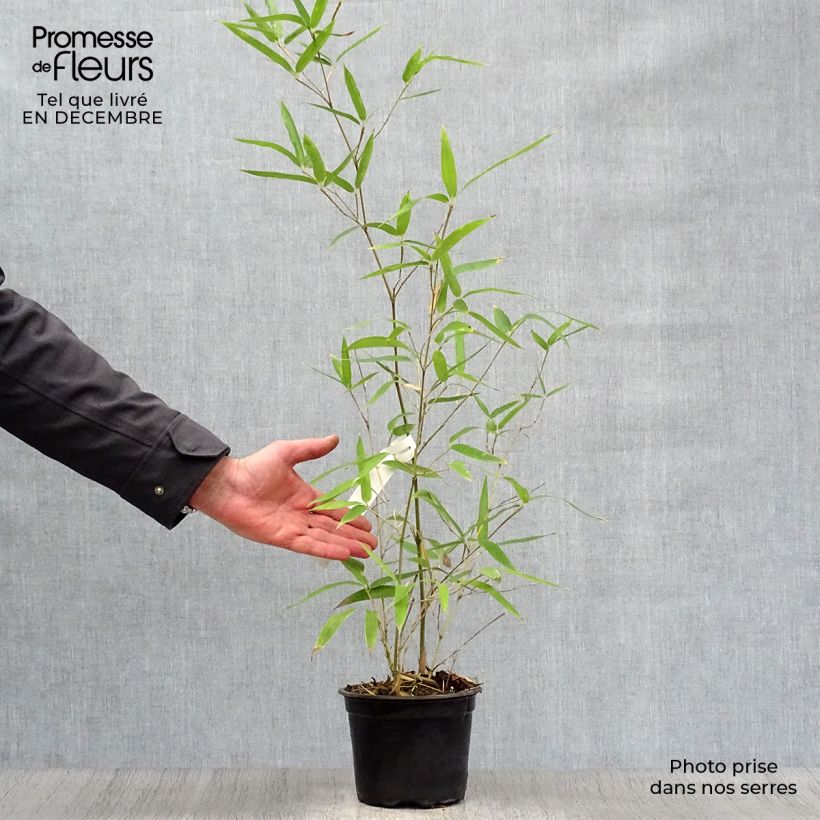 Exemplar von Schwarzer Knospenbambus Green Perfume - Phyllostachys atrovaginata Topf mit 2L/3L wie im Winter geliefert
