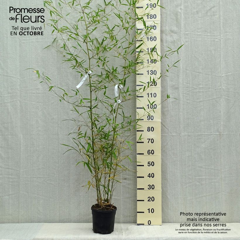 Example of Schwarzer Knospenbambus Green Perfume - Phyllostachys atrovaginata Topf mit 4L/5L as you get in automne