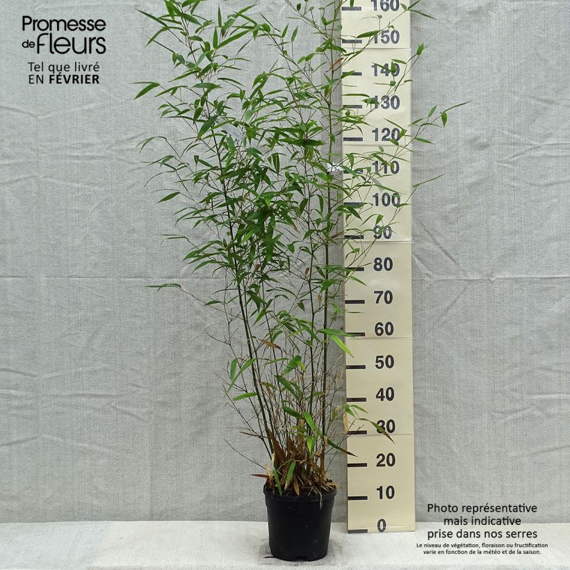 Exemplar von Schwarzer Knospenbambus Green Perfume - Phyllostachys atrovaginata Topf mit 4L/5L wie im Winter geliefert