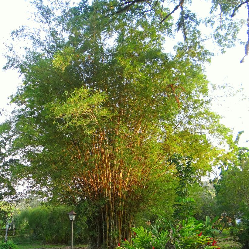 Goldrohr Bambus - Phyllostachys aurea (Plant habit)