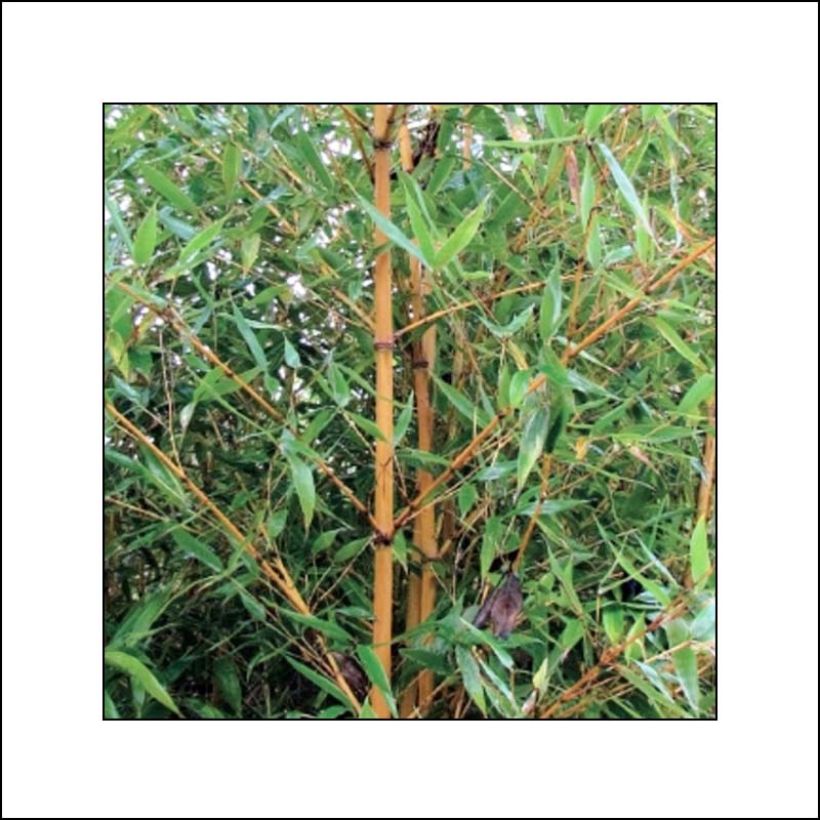 Goldrohr Bambus Holochrysa - Phyllostachys aurea (Foliage)
