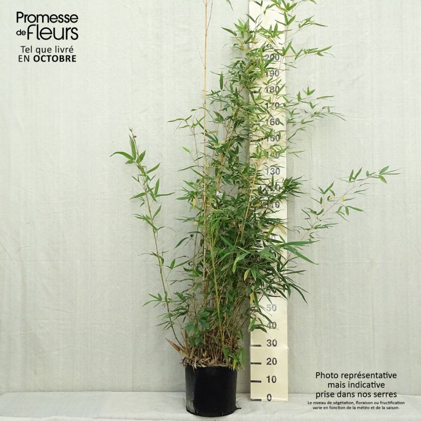 Example of Goldrohr Bambus Holochrysa - Phyllostachys aurea Topf mit 12L/15L as you get in automne