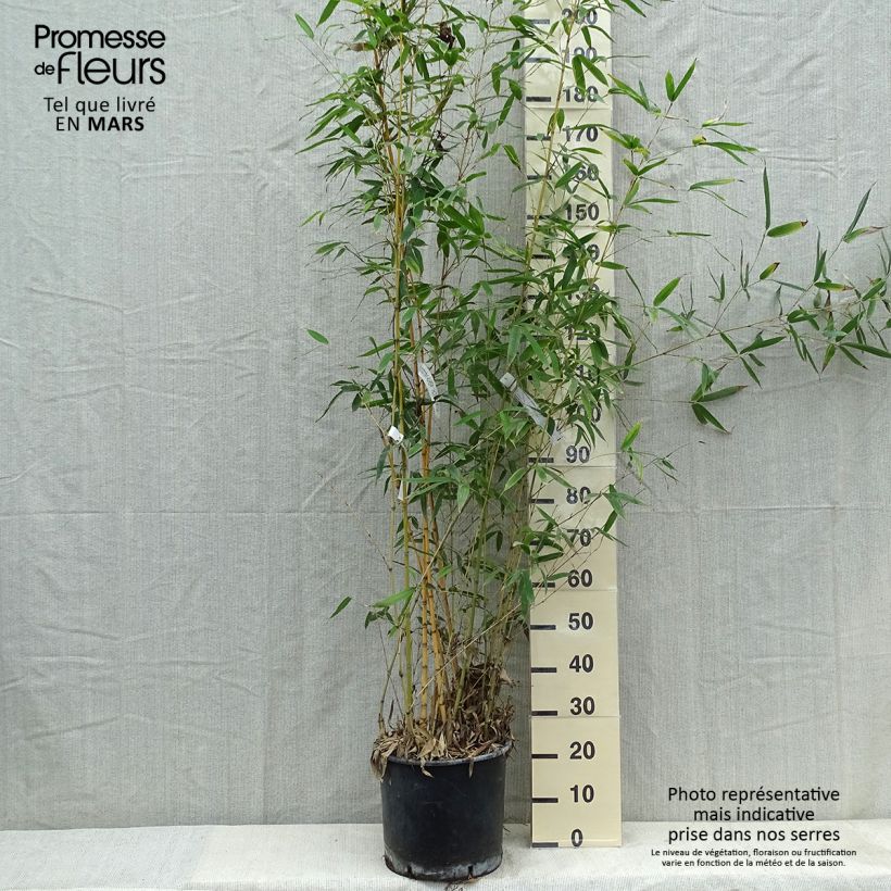 Exemplar von Goldrohr Bambus Holochrysa - Phyllostachys aurea Topf mit 12L/15L wie im Frühjahr geliefert