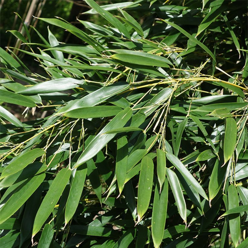 Rauher Gelbrinnen-Bambus Alata - Phyllostachys aureosulcata (Foliage)