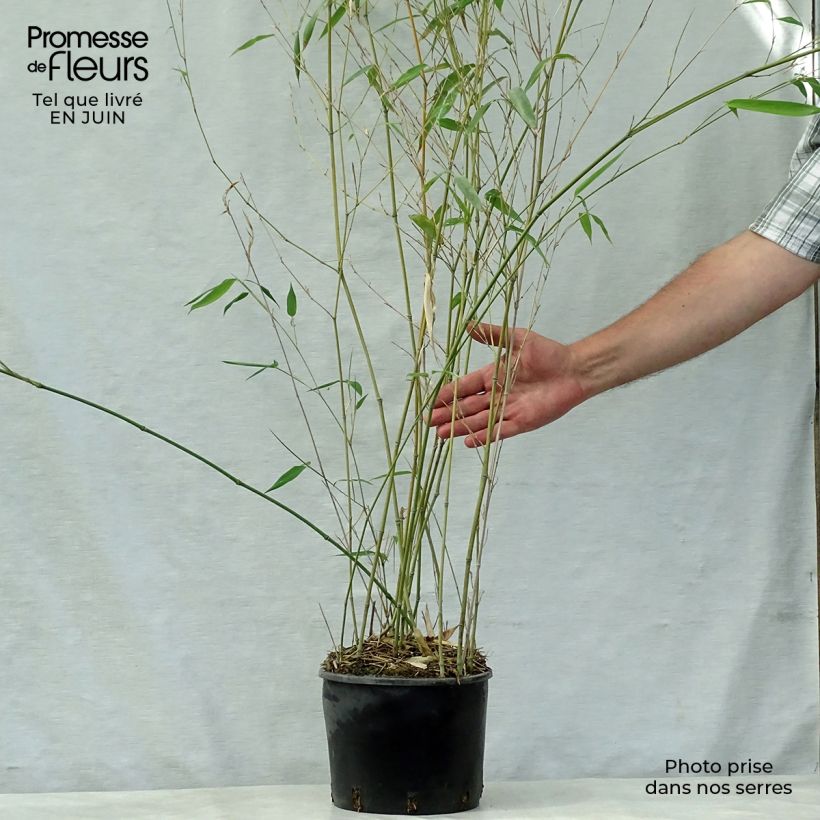 Exemplar von Rauher Gelbrinnen-Bambus Alata - Phyllostachys aureosulcata Topf mit 4L/5L wie im Sommer geliefert
