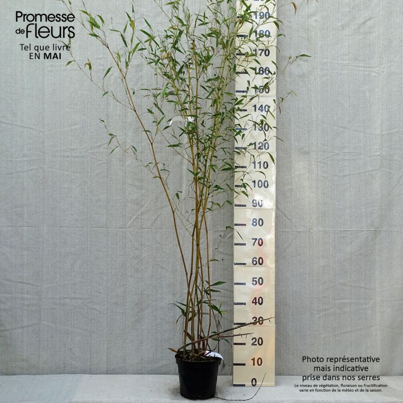 Exemplar von Rauher Gelbrinnen-Bambus Alata - Phyllostachys aureosulcata Topf mit 4L/5L wie im Frühjahr geliefert