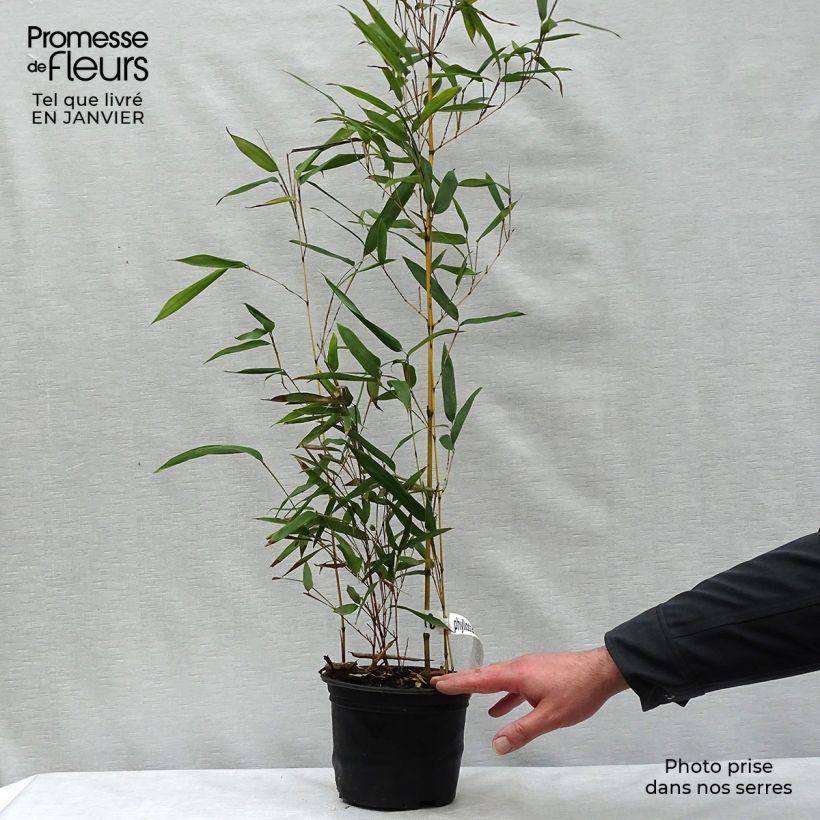 Exemplar von Rauher Gelbrinnen-Bambus Aureocaulis - Phyllostachys aureosulcata Topf mit 2L/3L wie im Winter geliefert
