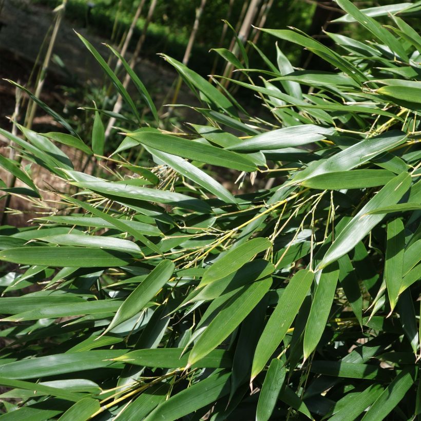 Rauher Gelbrinnen-Bambus - Phyllostachys aureosulcata (Foliage)